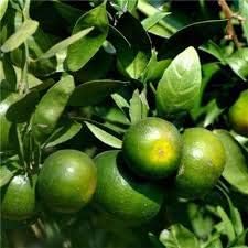 Kumquat Orange Fruit Seeds for Planting - Green Variety, Exotic, Vibrant & Rich in Antioxidants